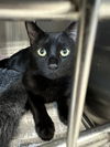 adoptable Cat in Bridgewater, NJ named Hades