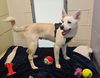 adoptable Dog in Bridgewater, NJ named Copito