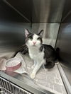 adoptable Cat in Bridgewater, NJ named Millie