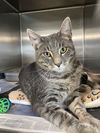 adoptable Cat in Bridgewater, NJ named Tanzanite