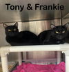 adoptable Cat in Bridgewater, NJ named Tony & Frankie