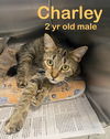 adoptable Cat in Bridgewater, NJ named Charley