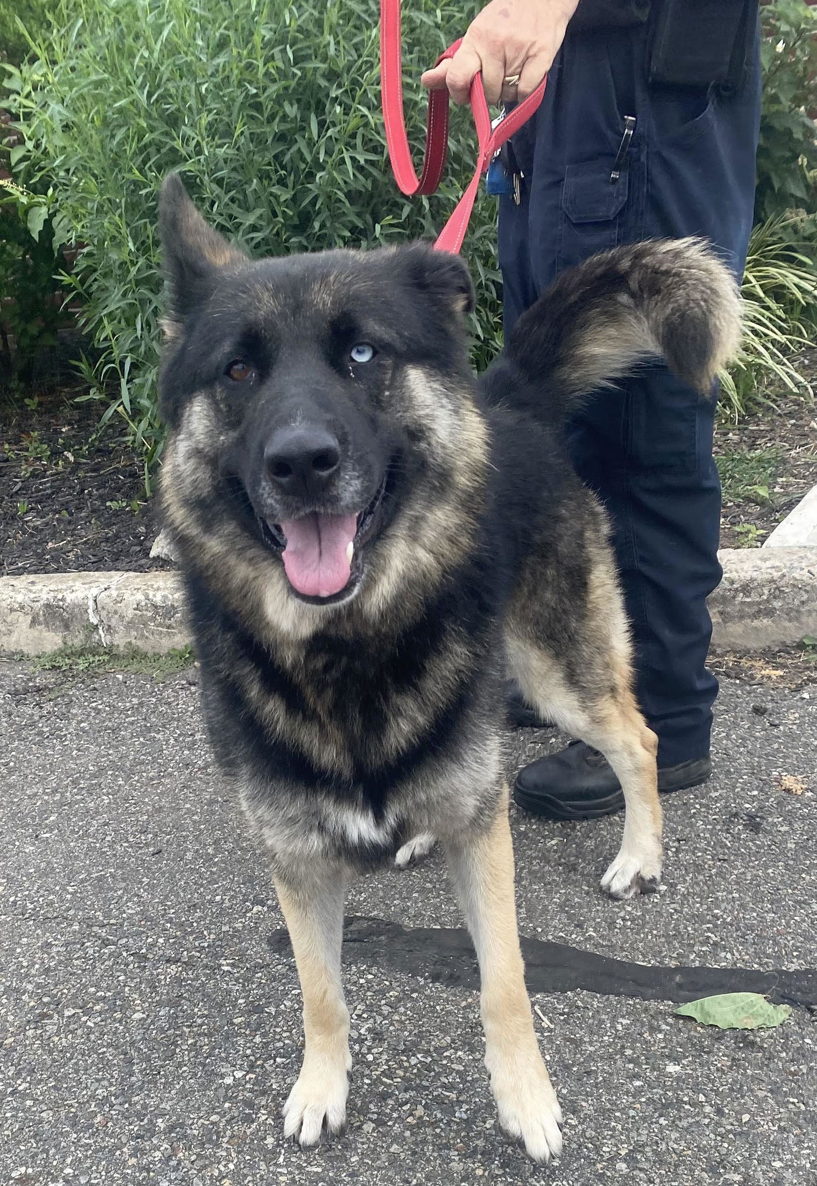 adoptable Dog in Bridgewater, NJ named Sky