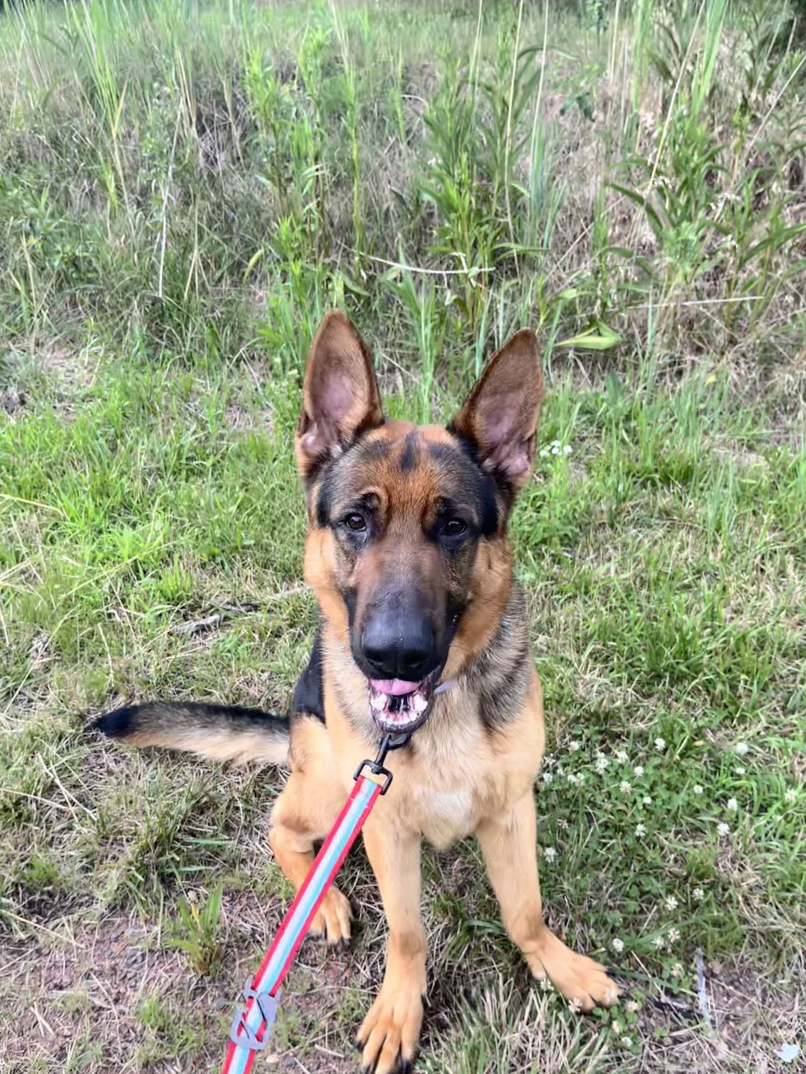 adoptable Dog in Bridgewater, NJ named Timber