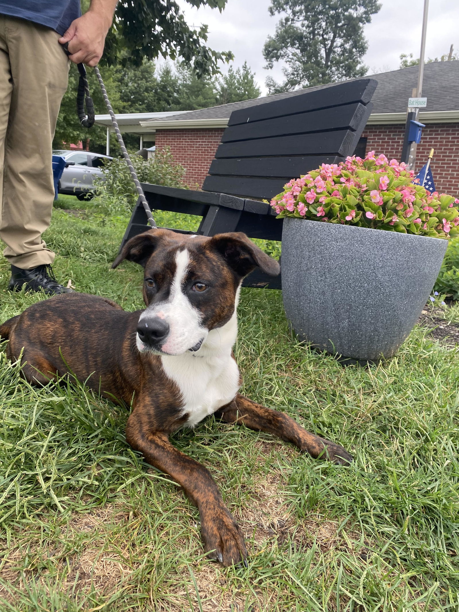 adoptable Dog in Bridgewater, NJ named Oliver