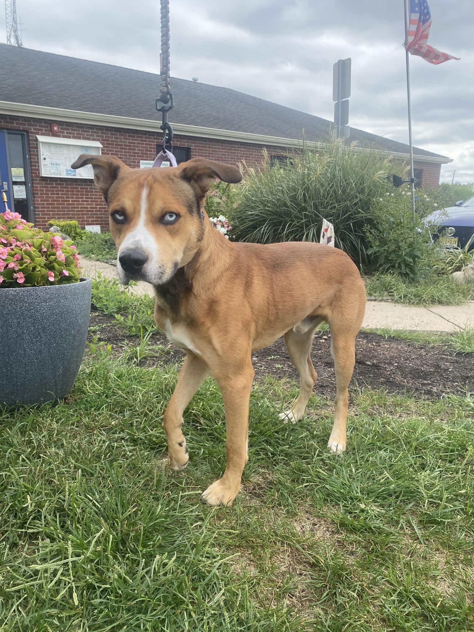 adoptable Dog in Bridgewater, NJ named Jax