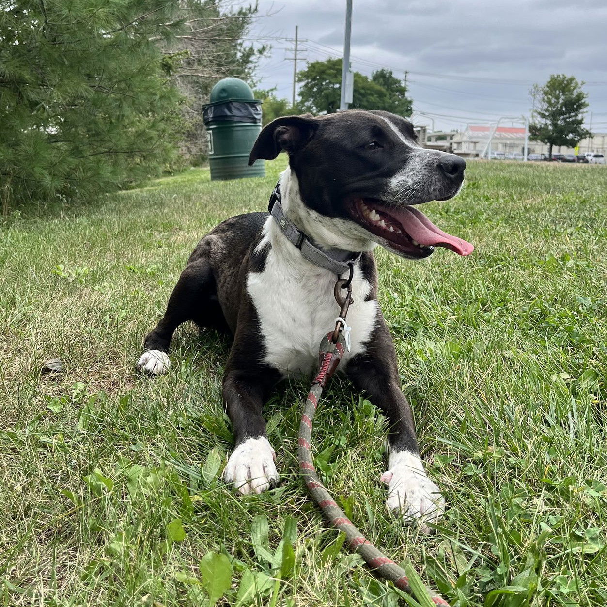 adoptable Dog in Bridgewater, NJ named Sugar