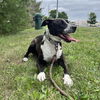adoptable Dog in bridgewater, NJ named Sugar