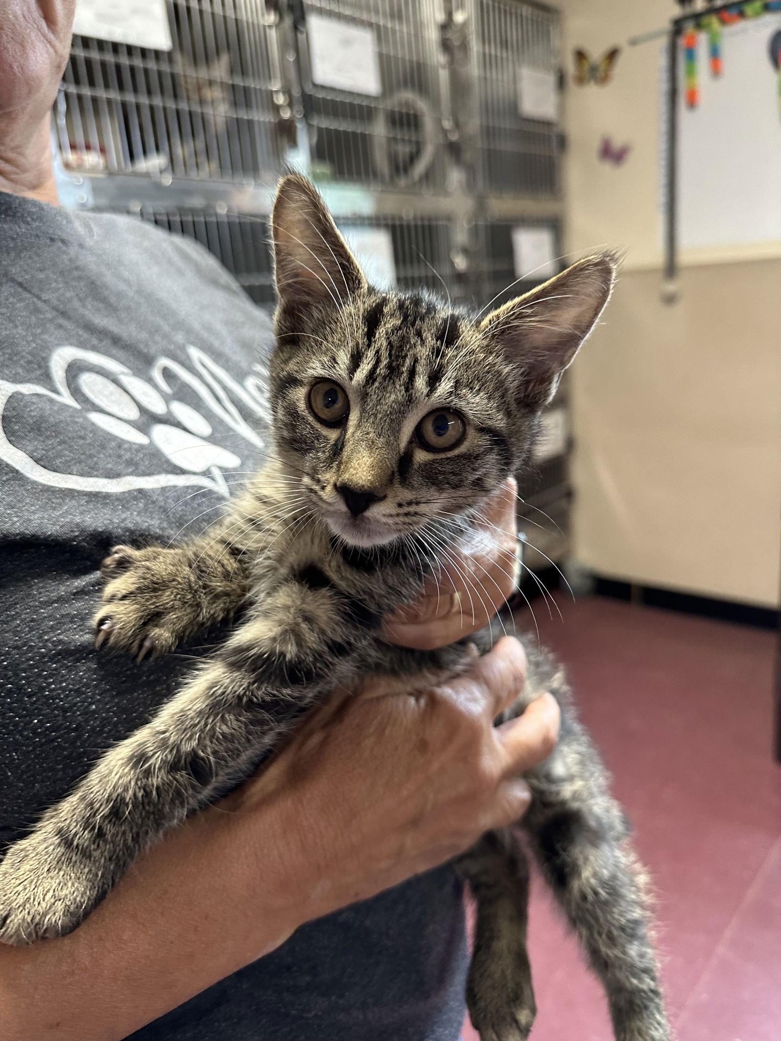 adoptable Cat in Bridgewater, NJ named Sunny