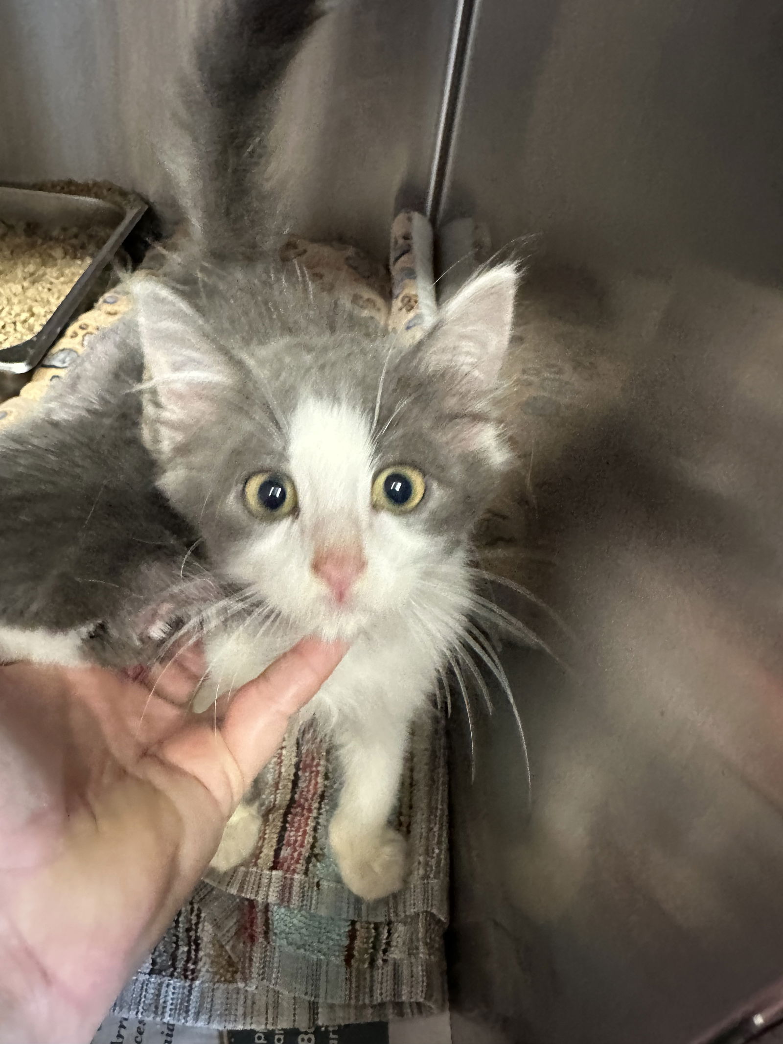 adoptable Cat in Bridgewater, NJ named Fuzzy