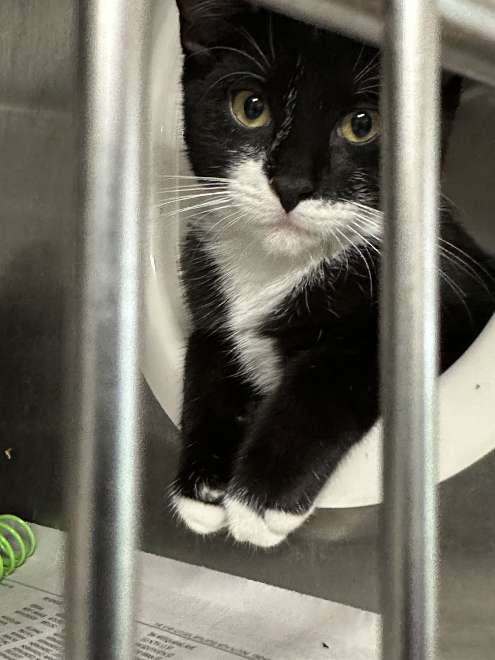 adoptable Cat in Bridgewater, NJ named Aqua (barn cat)