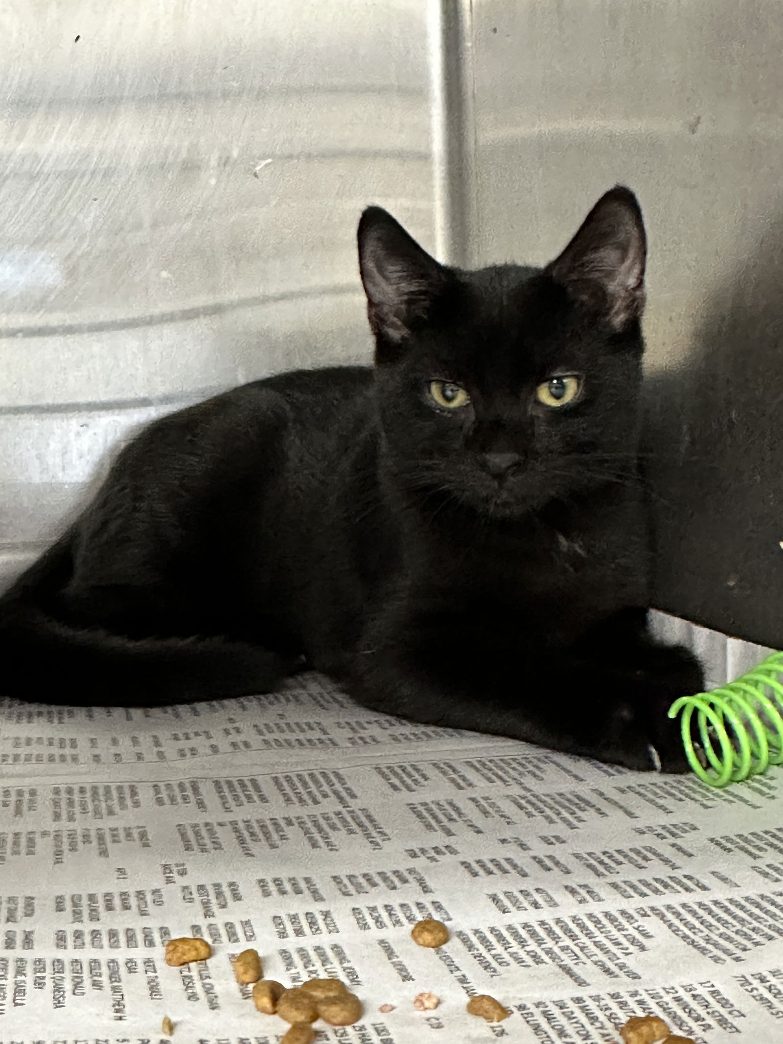 adoptable Cat in Bridgewater, NJ named August (barn cat)