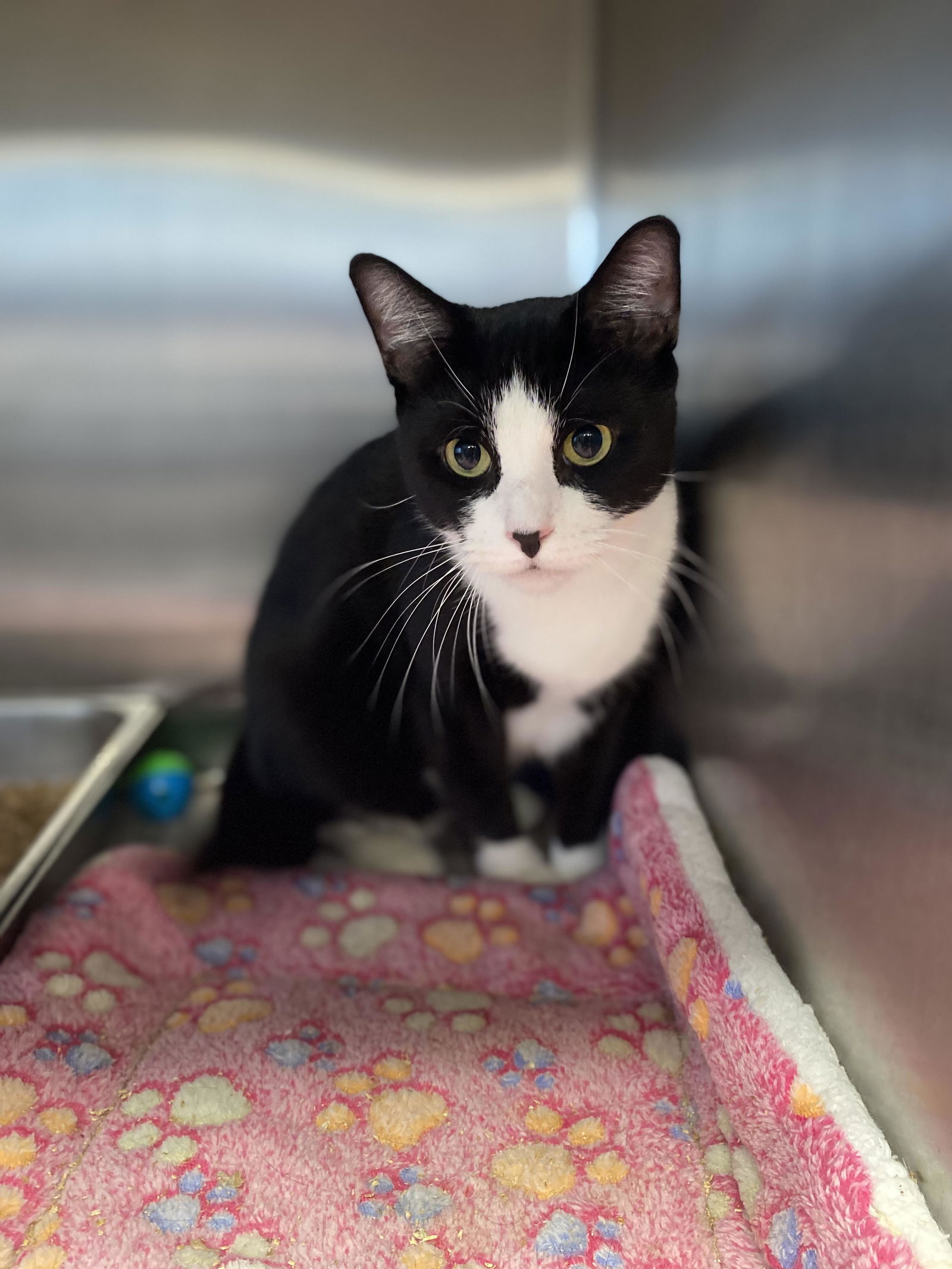 adoptable Cat in Bridgewater, NJ named Rose
