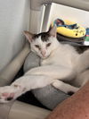 adoptable Cat in Bridgewater, NJ named Bee