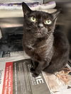 adoptable Cat in Bridgewater, NJ named Fizz (in foster)