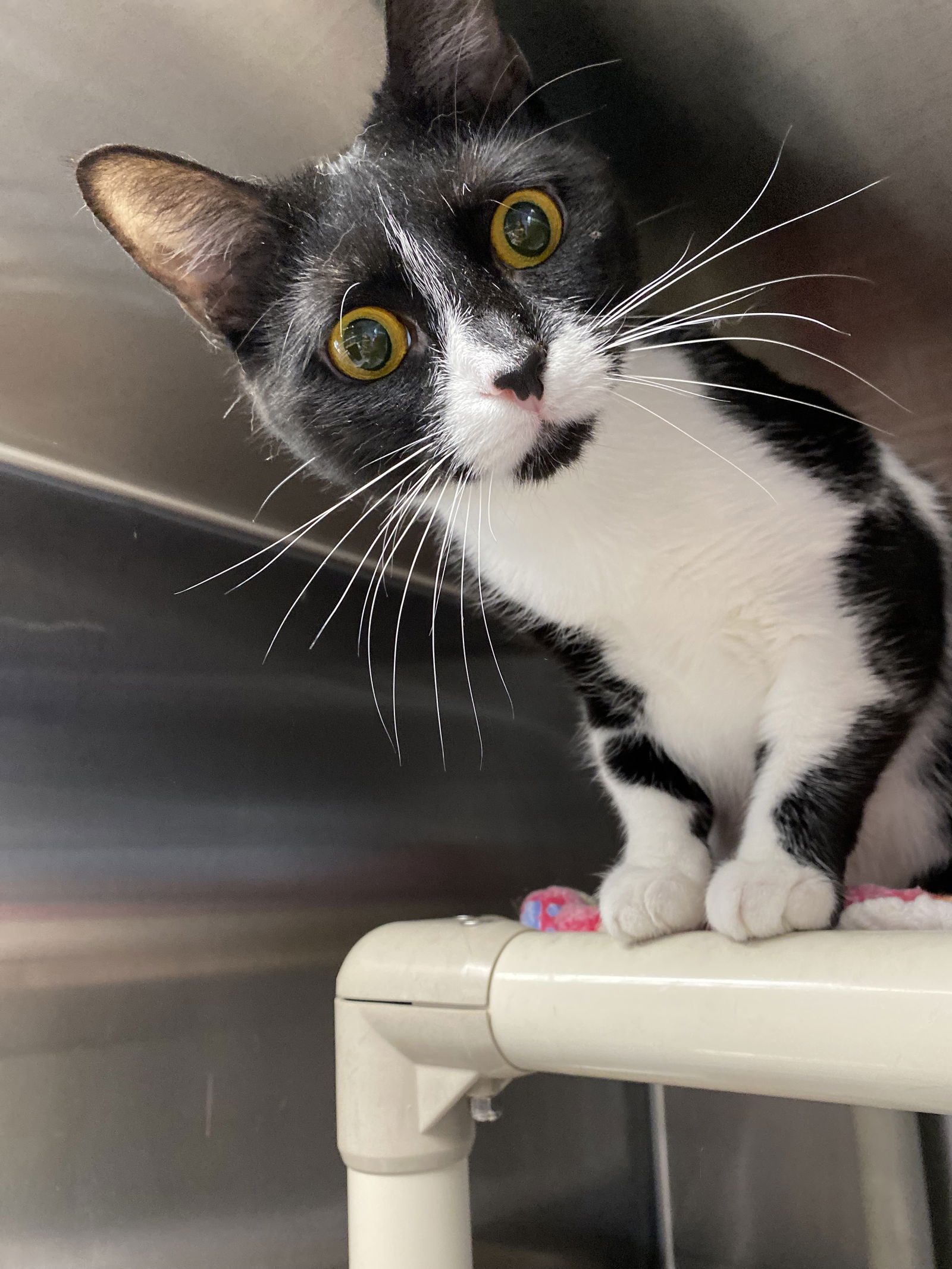 adoptable Cat in Bridgewater, NJ named Molly