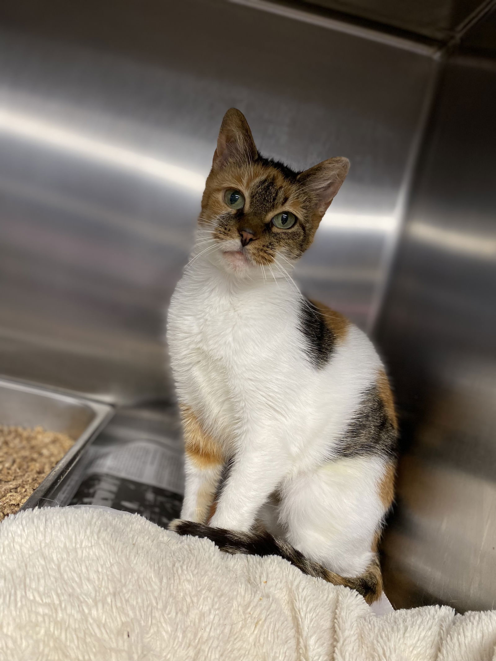 adoptable Cat in Bridgewater, NJ named Violet