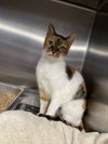 adoptable Cat in bridgewater, NJ named Violet
