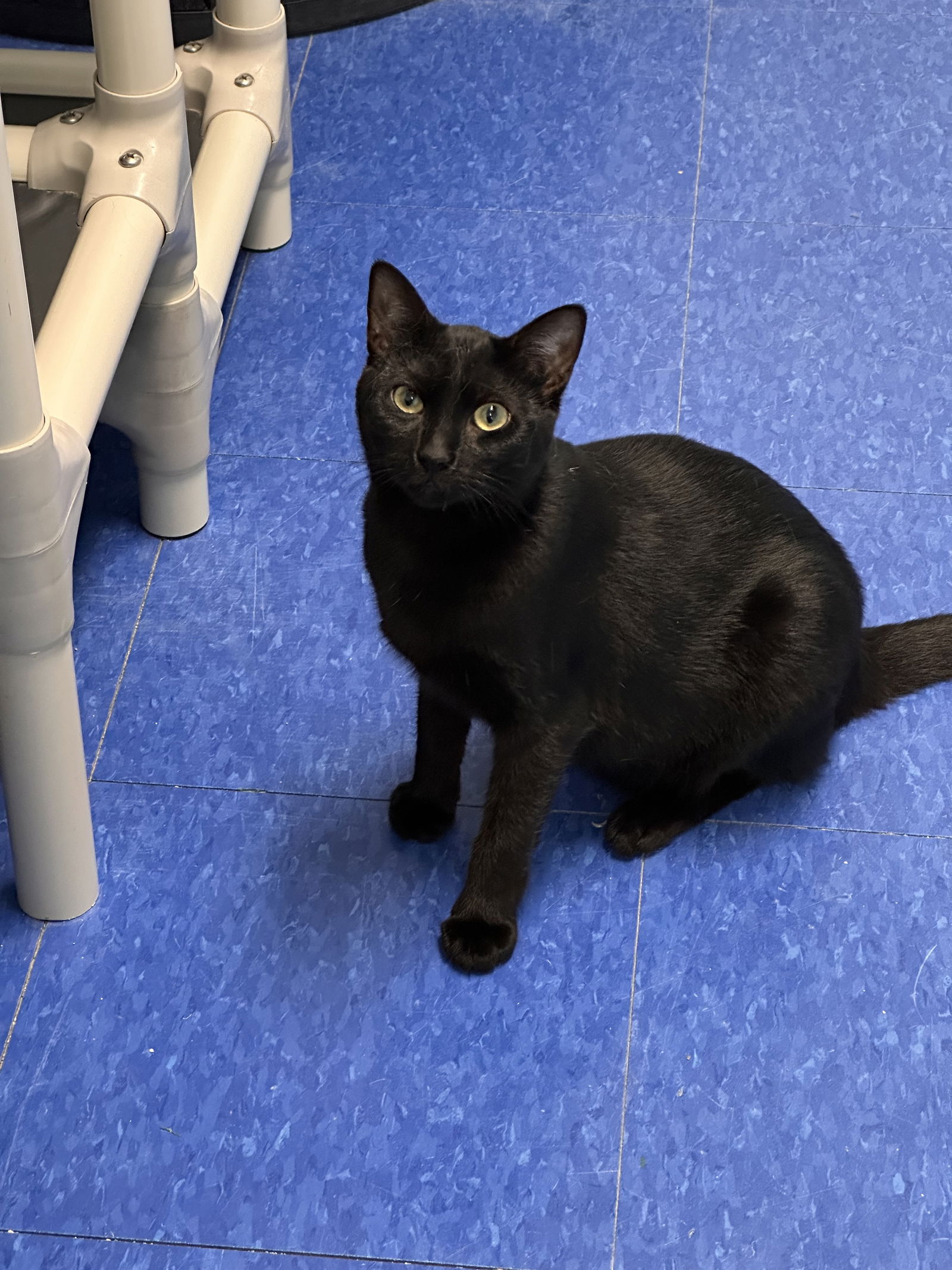 adoptable Cat in Bridgewater, NJ named Midnight