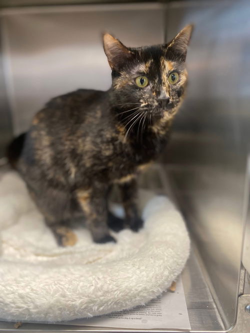 picture of the cat needing adoption