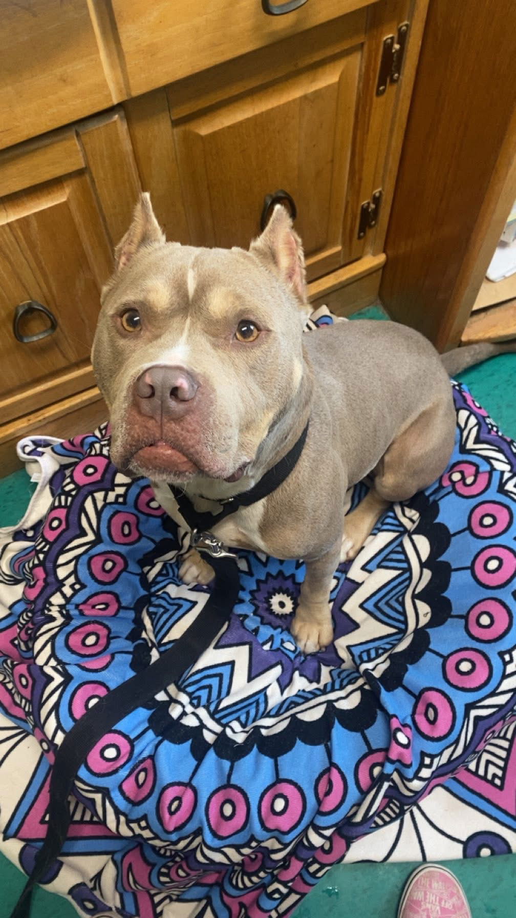 adoptable Dog in Bridgewater, NJ named Froggie