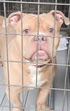 adoptable Dog in  named Ace