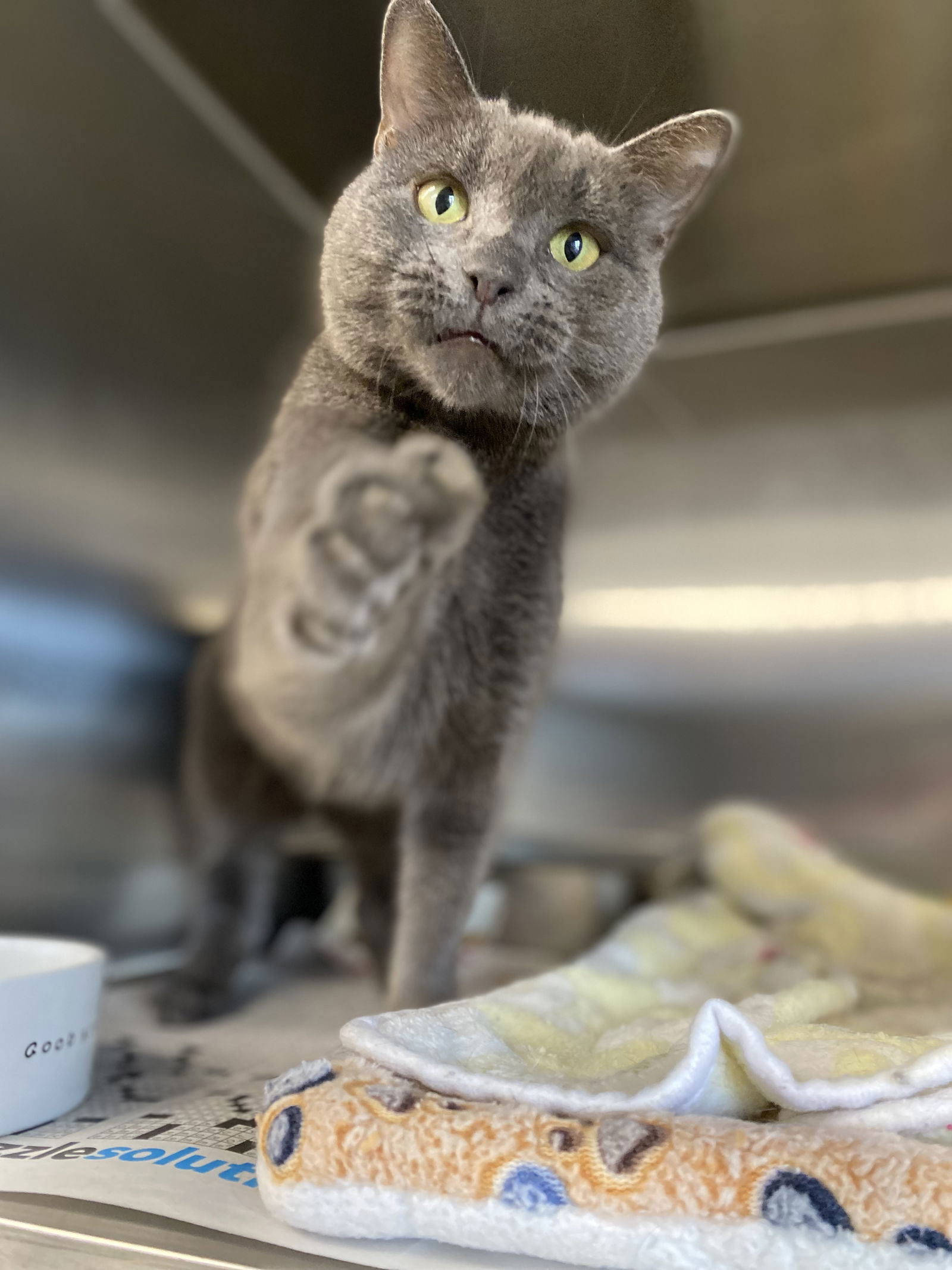 adoptable Cat in Bridgewater, NJ named Phoebe