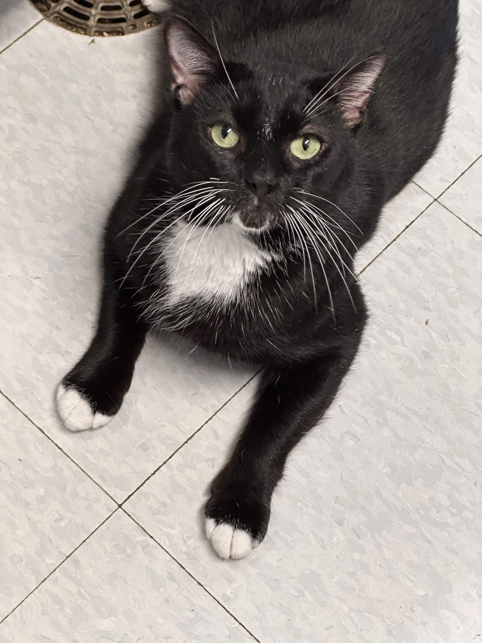 adoptable Cat in Bridgewater, NJ named Oreo