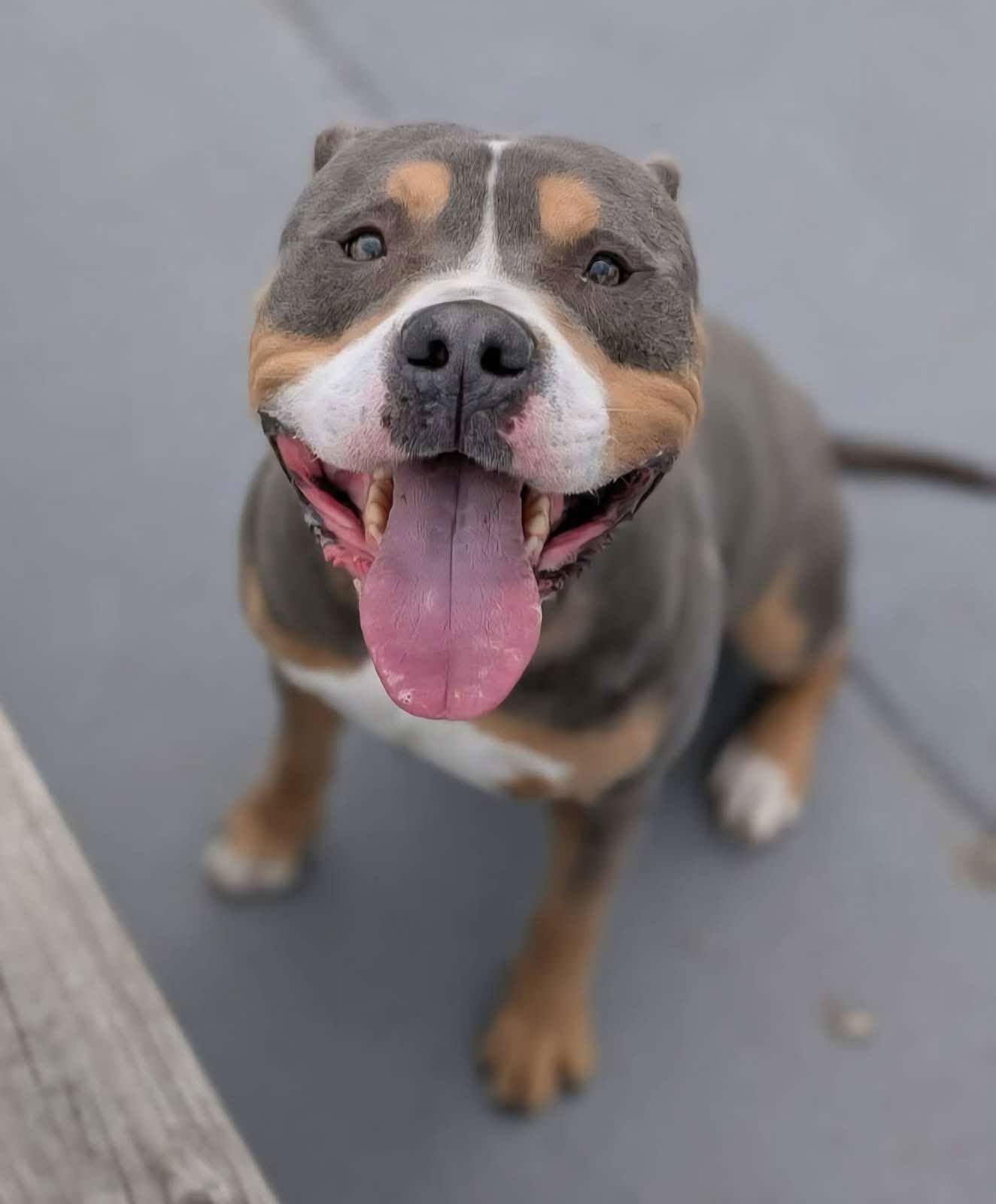 adoptable Dog in Bridgewater, NJ named Von