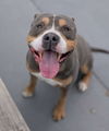 adoptable Dog in bridgewater, NJ named Von