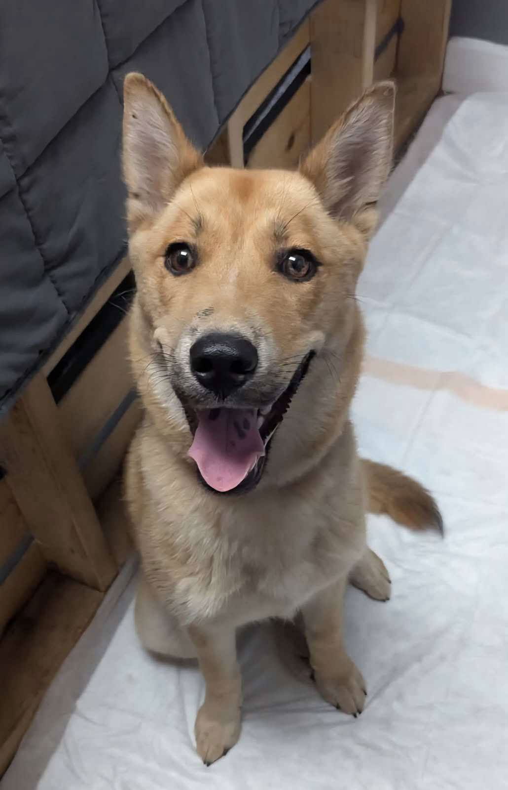 adoptable Dog in Bridgewater, NJ named Foxy
