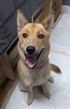 adoptable Dog in  named Foxy
