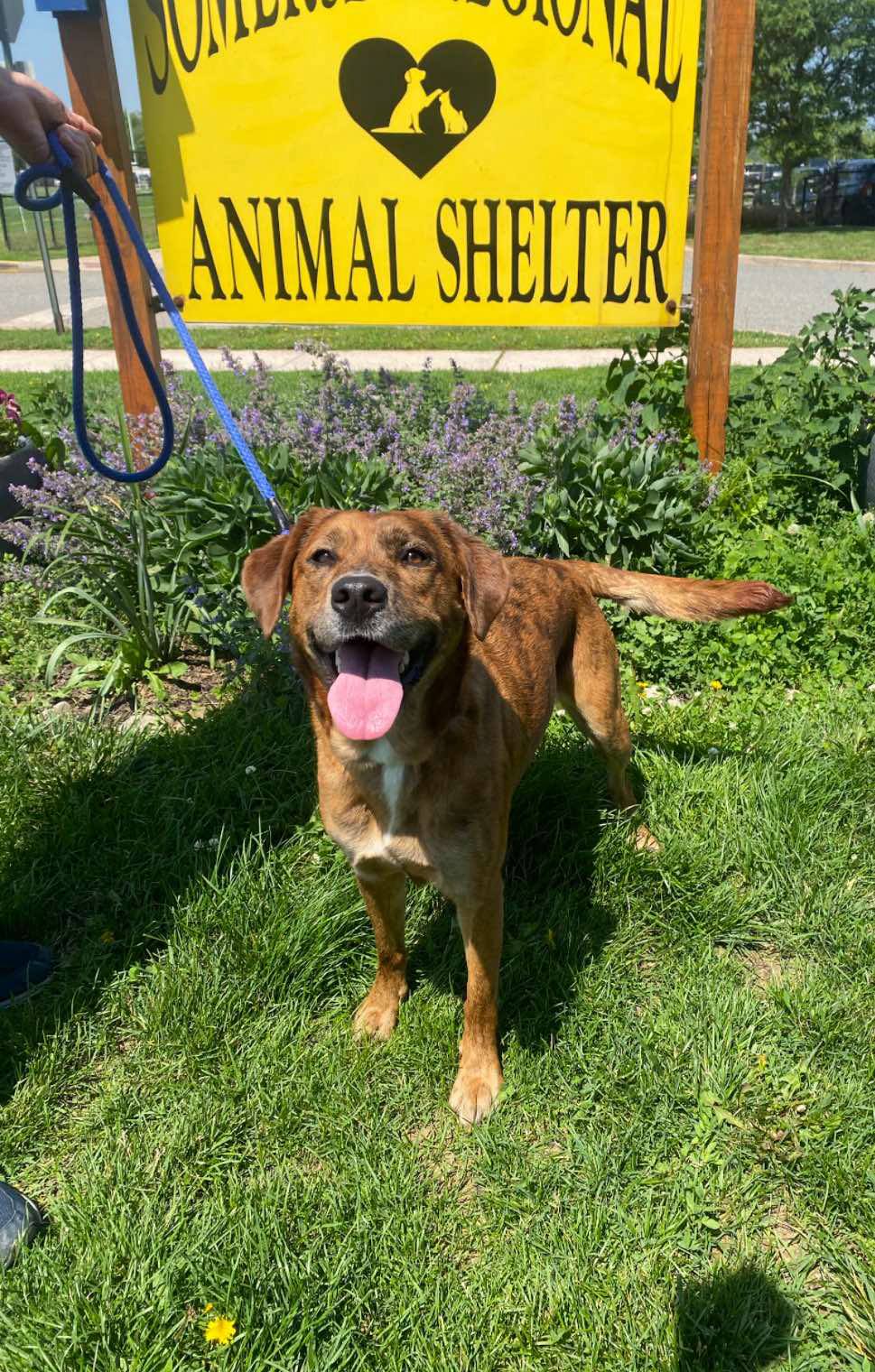 adoptable Dog in Bridgewater, NJ named Gigi