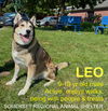 adoptable Dog in  named Leo