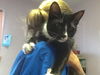 adoptable Cat in bridgewater, NJ named Wet N Wild