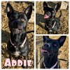 adoptable Dog in  named Addie