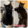 adoptable Cat in  named Maxine