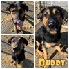 adoptable Dog in  named Buddy