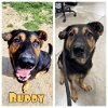 adoptable Dog in pierceton, IN named Buddy