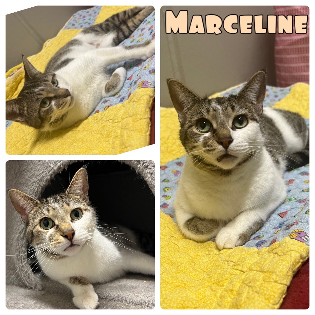 adoptable Cat in Pierceton, IN named Marceline