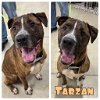 adoptable Dog in  named Tarzan