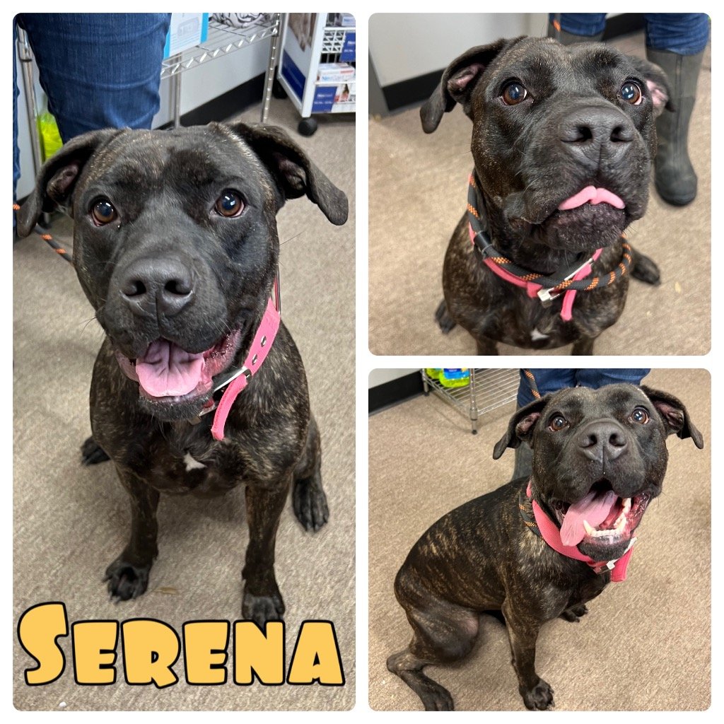 adoptable Dog in Pierceton, IN named Serena