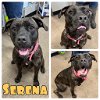 adoptable Dog in  named Serena