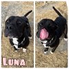 adoptable Dog in , IN named Luna
