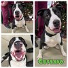 adoptable Dog in  named Gustavo