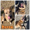 adoptable Dog in  named Butch