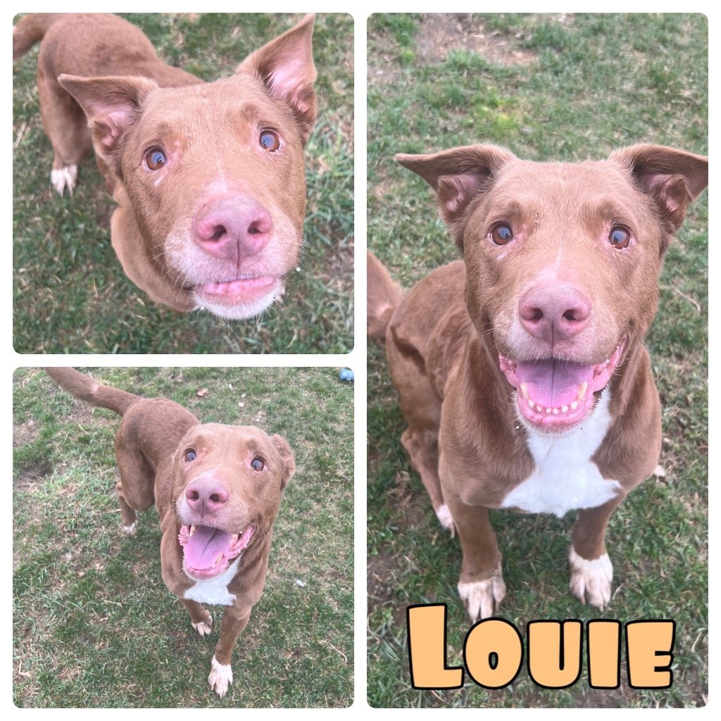 adoptable Dog in Pierceton, IN named Louie - SPONSORED