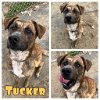 adoptable Dog in , IN named Tucker