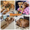 adoptable Dog in  named Harley - In Foster - Call for appt
