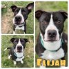 adoptable Dog in  named Elijah